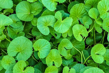 Brahmi: An Ancient Herb for Modern Minds